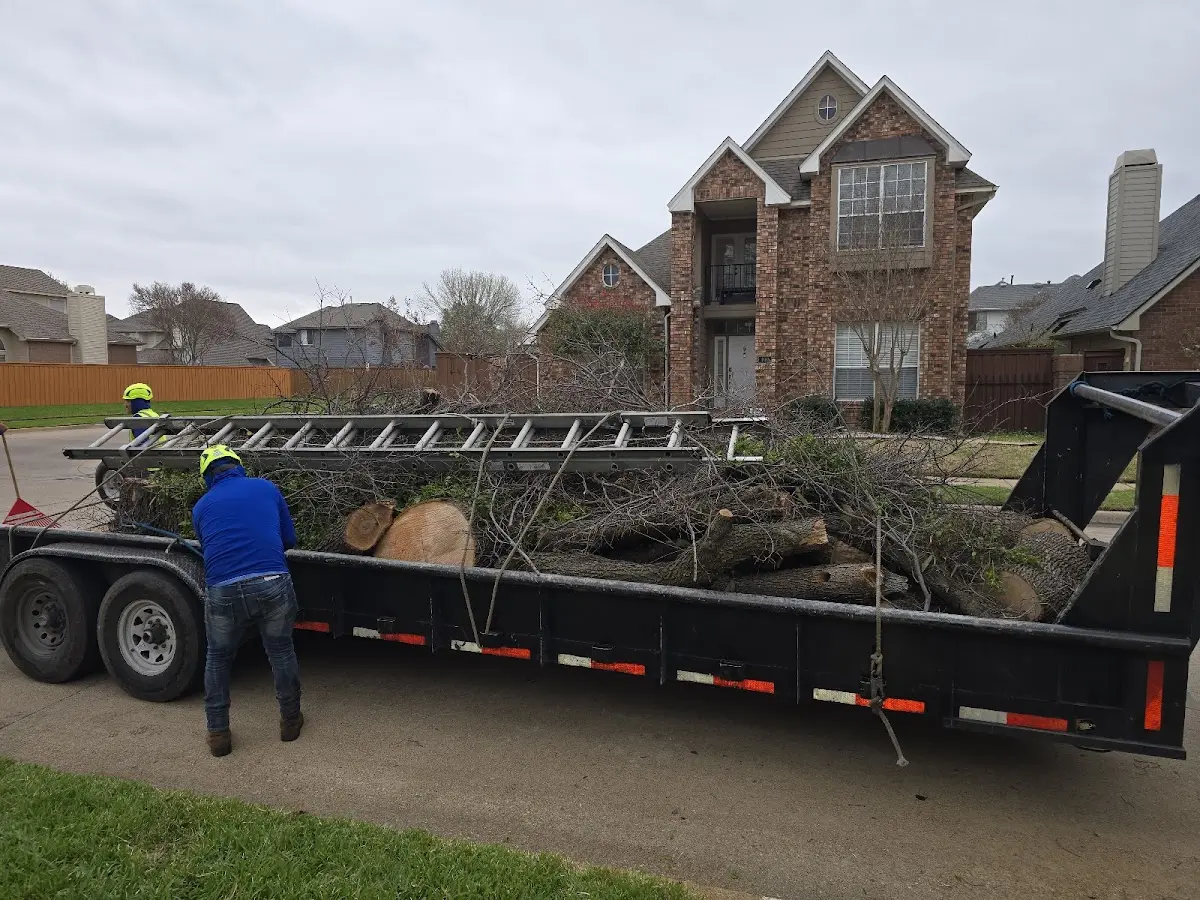 Expert Tree Removal with proper safety equipment in Mason